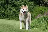 SIBERIAN HUSKY 914
